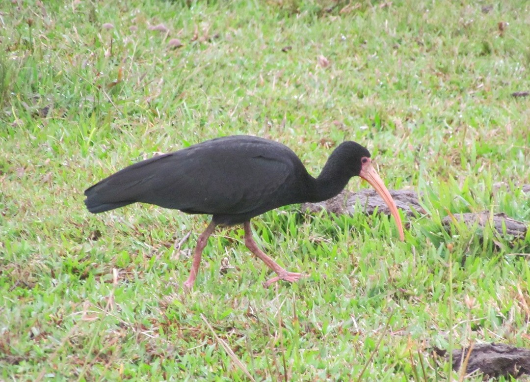 Bare-faced Ibis - ML647325365