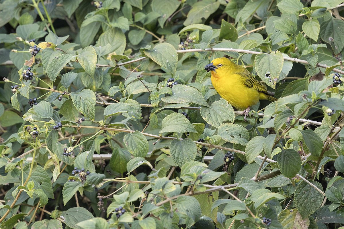 Holub's Golden-Weaver - ML647325368