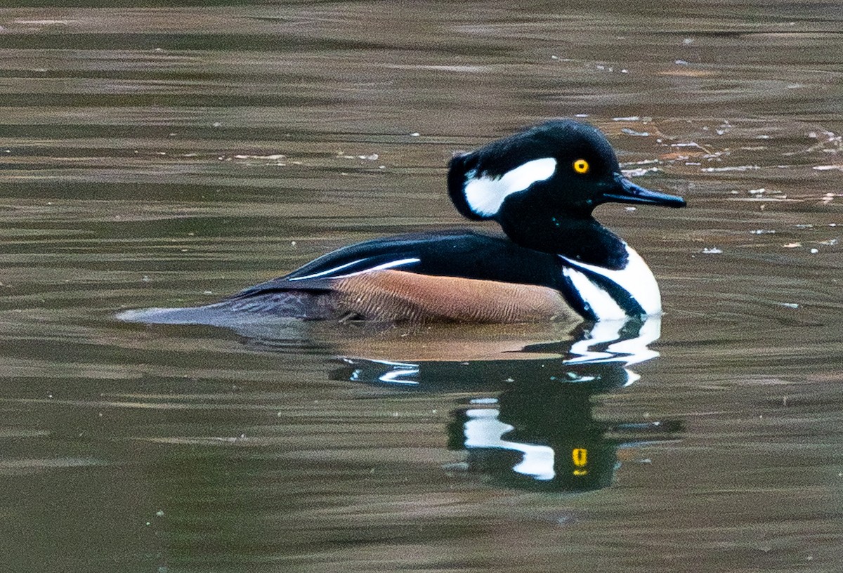 Hooded Merganser - ML647325373