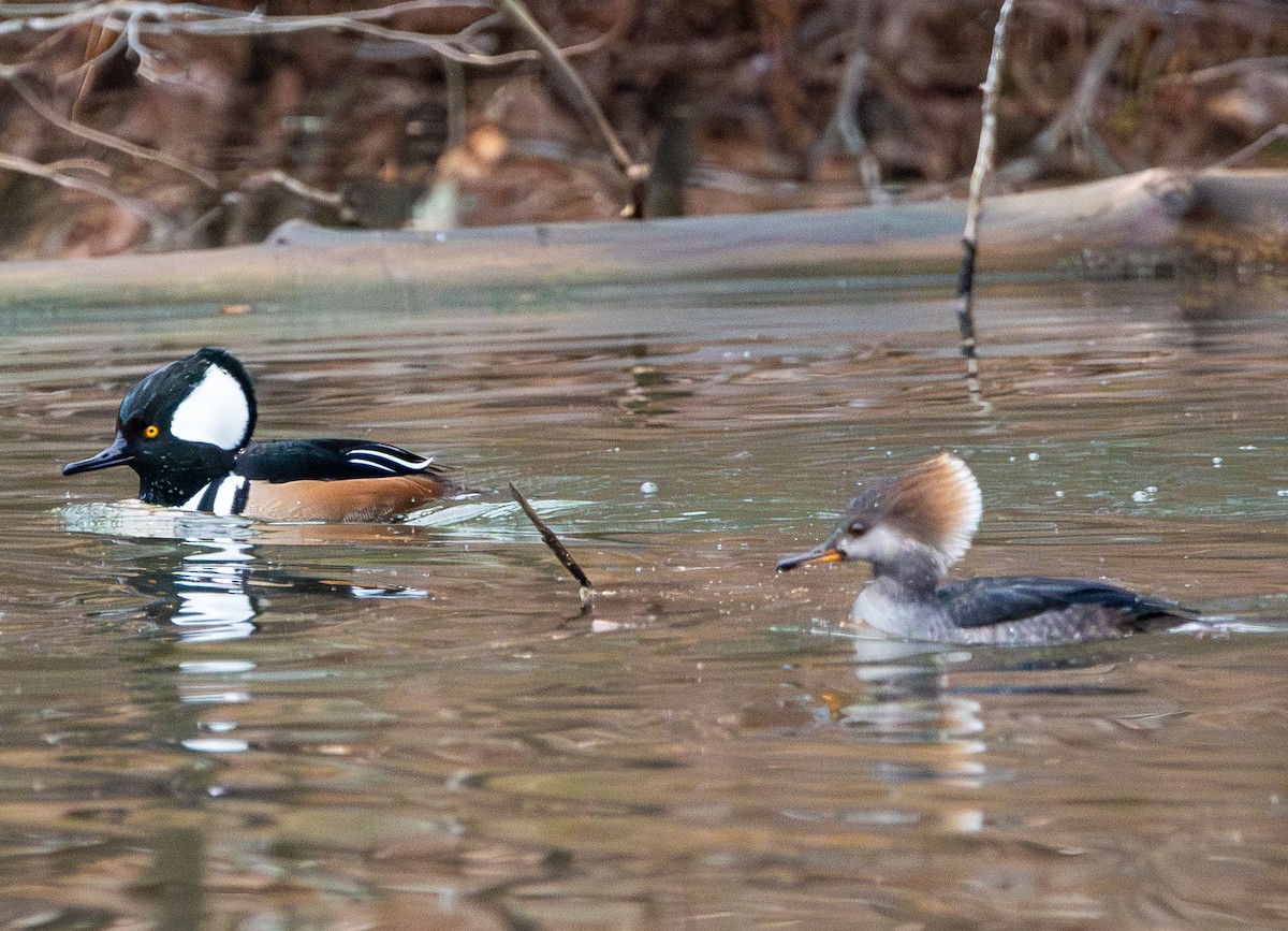 Hooded Merganser - ML647325375