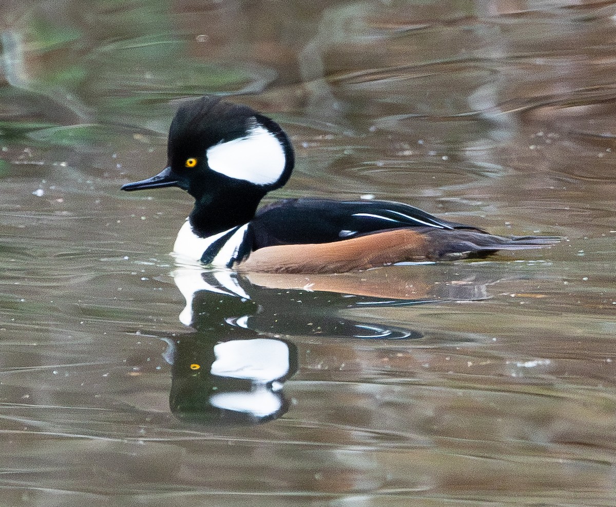 Hooded Merganser - ML647325376
