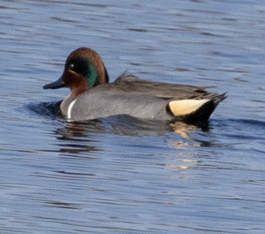 Green-winged Teal - ML647325380