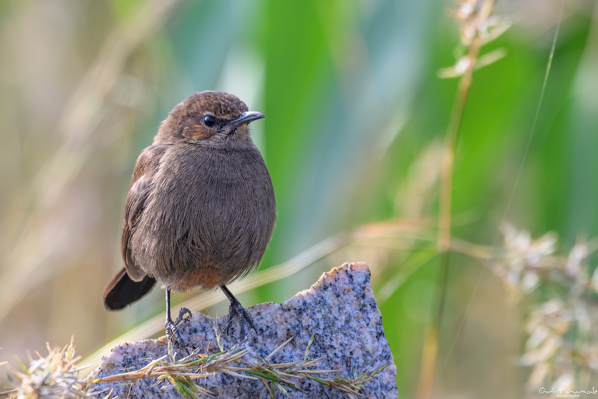 Indian Robin - ML647325385