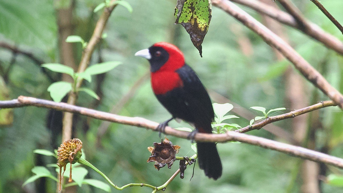 Crimson-collared Tanager - ML647325388