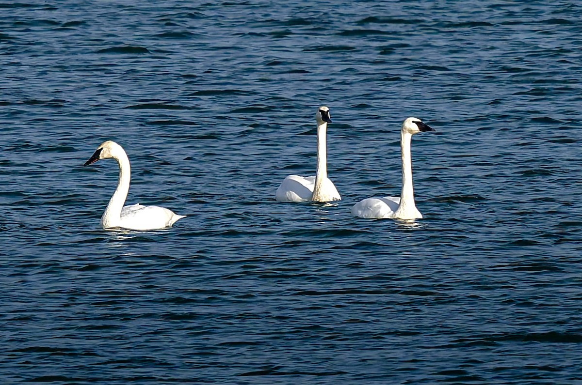 ברבור אמריקני - ML647325392
