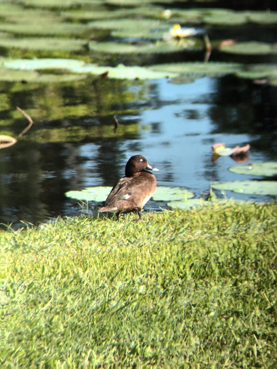 Hardhead - ML647325393