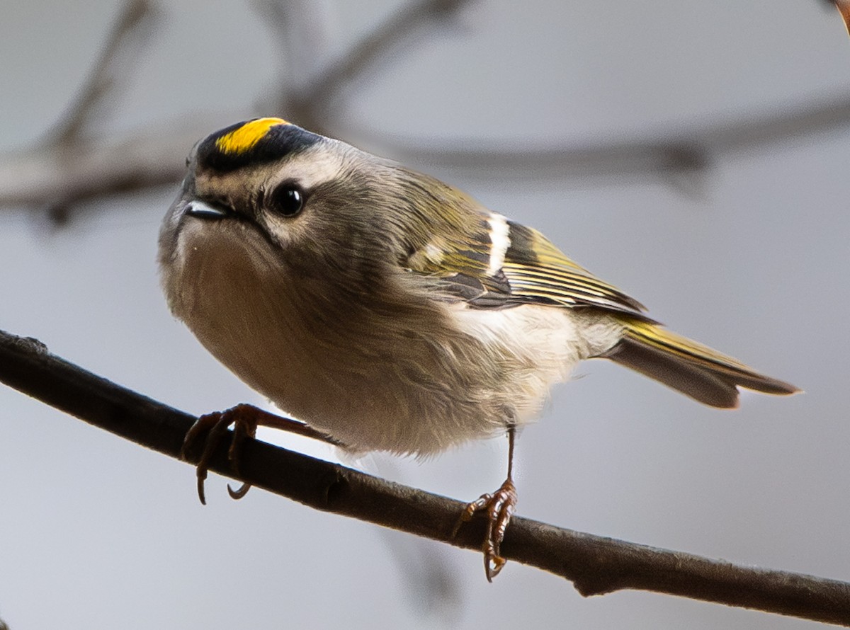 Golden-crowned Kinglet - ML647325394
