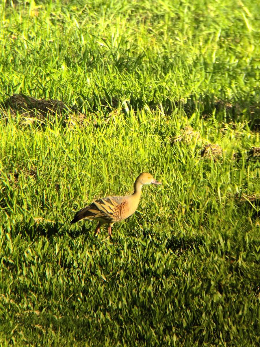 Plumed Whistling-Duck - ML647325396