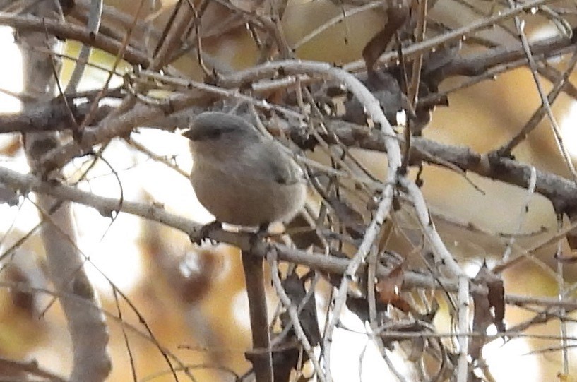 Bushtit (Interior) - ML647325401