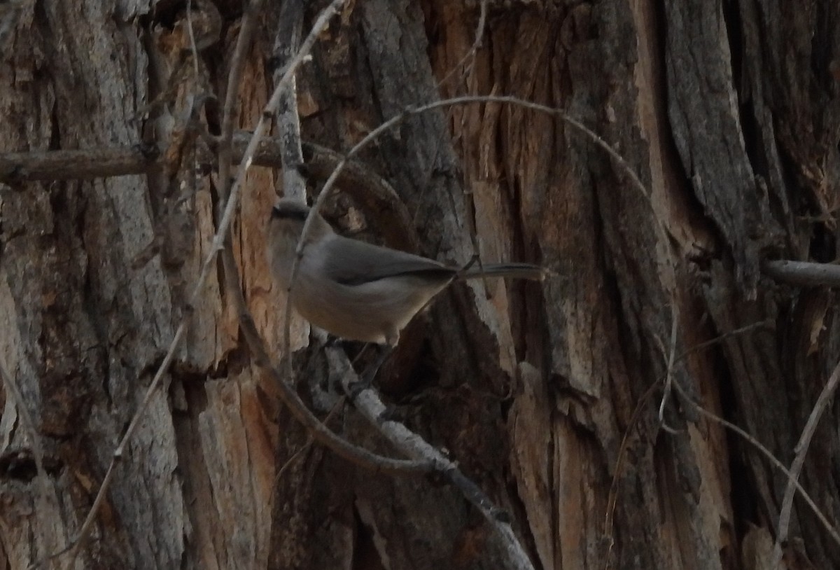 Bushtit (Interior) - ML647325402