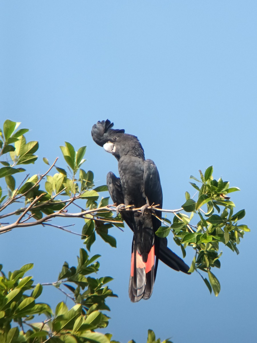 Red-tailed Black-Cockatoo - ML647325409