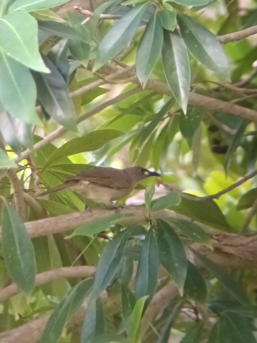 White-gaped Honeyeater - ML647325415