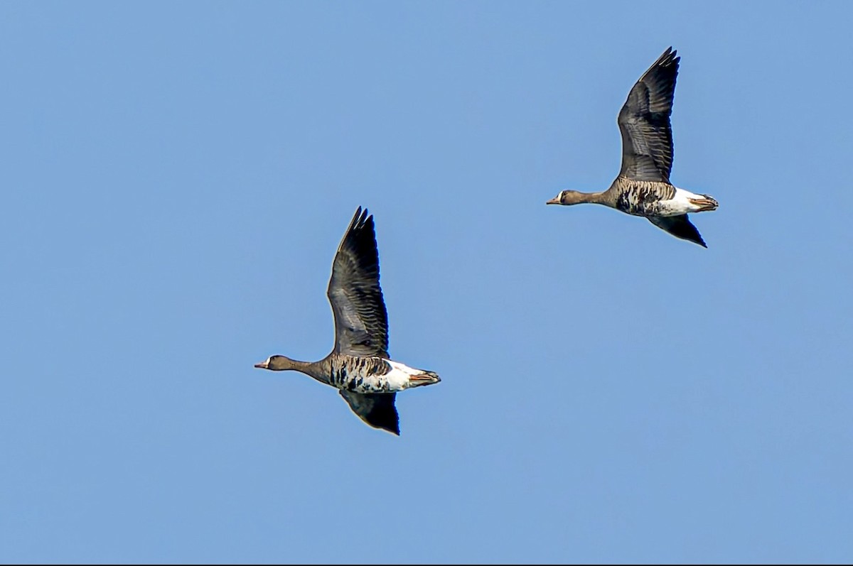 אווז לבן-מצח - ML647325416