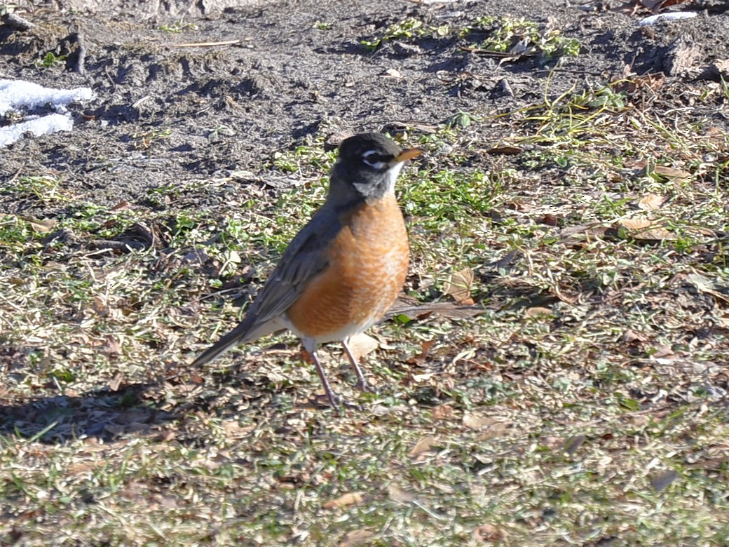 drozd stěhovavý - ML647325419