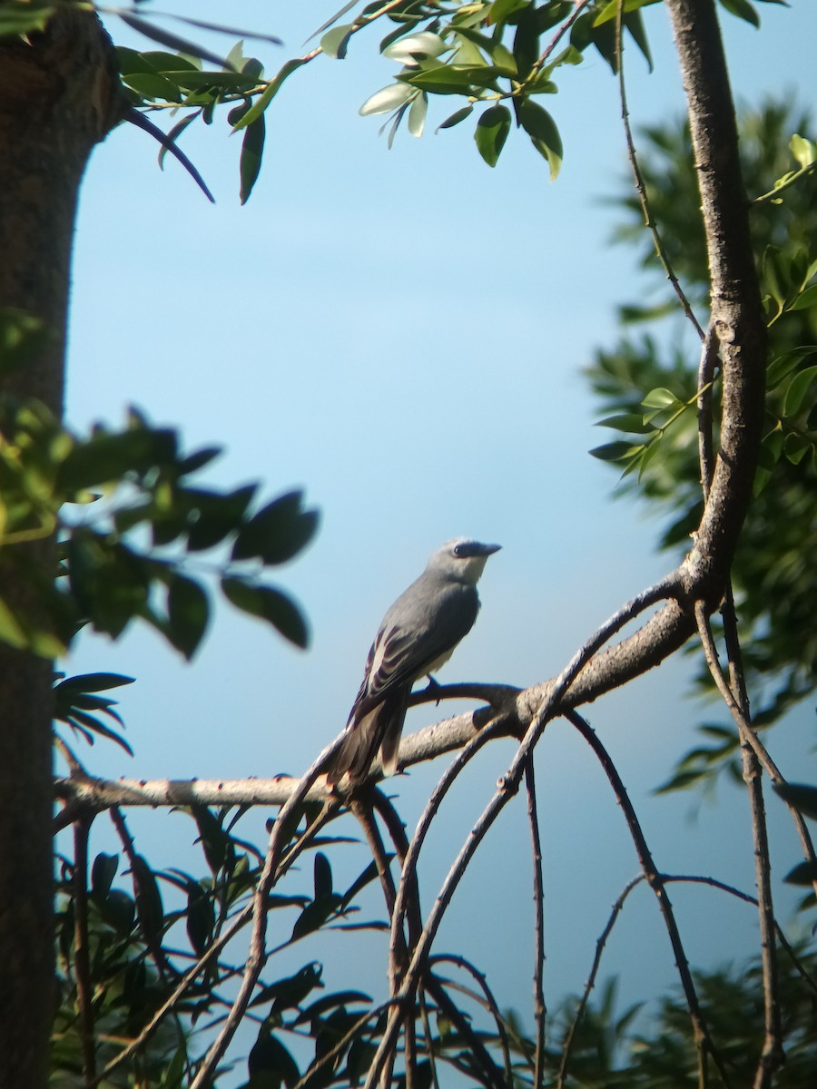White-bellied Cuckooshrike - ML647325421