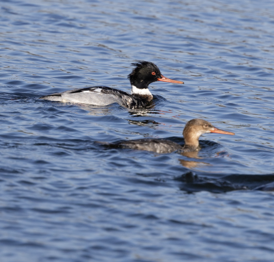 Tarakdiş - ML647325429