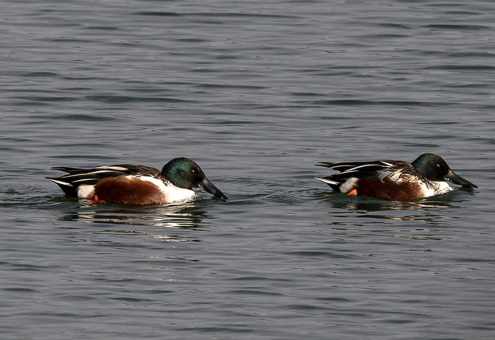 מרית צפונית - ML647325434