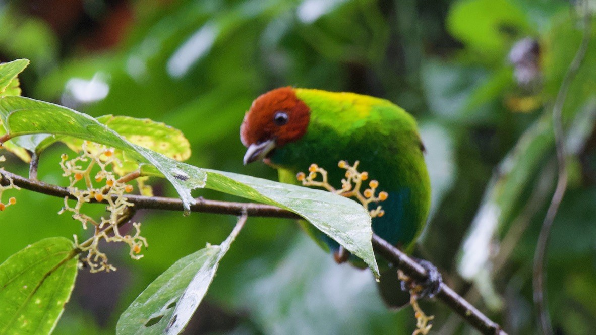 Rufous-winged Tanager - ML647325440