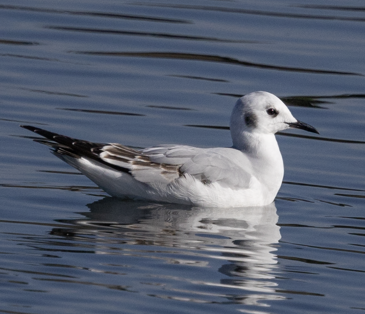 Bonaparte's Gull - ML647325446