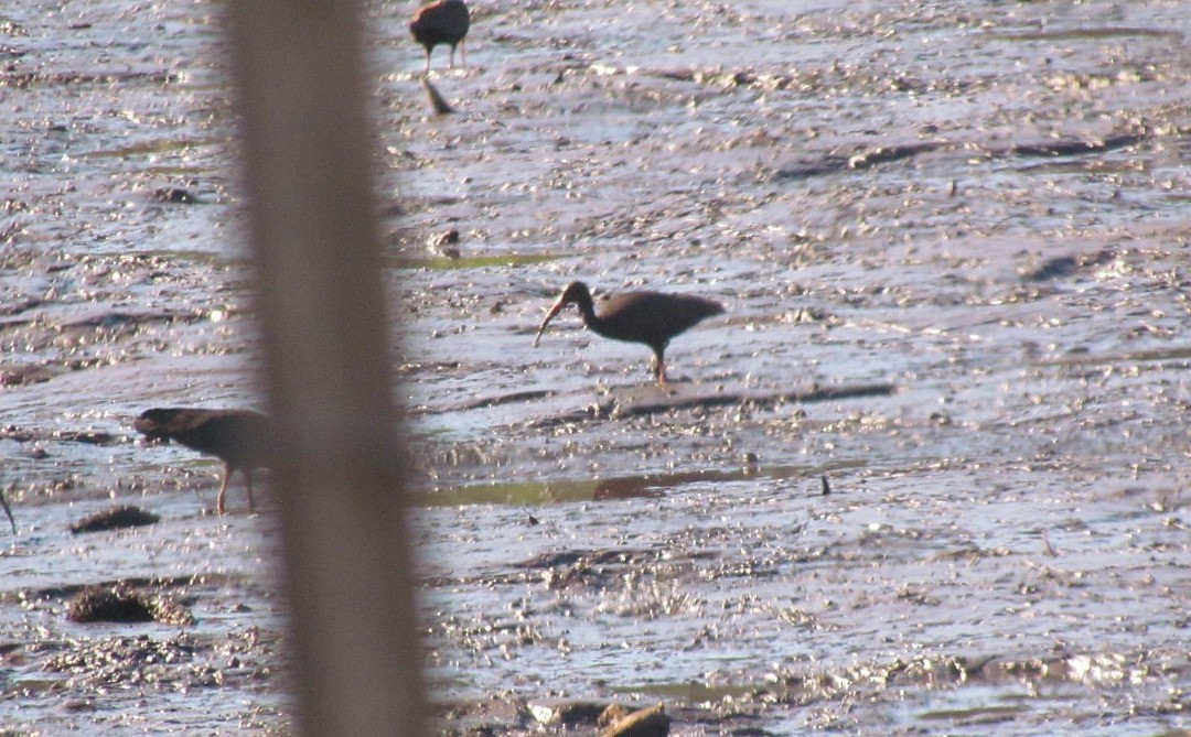 Bare-faced Ibis - ML647325450