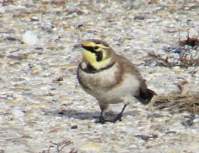 Alondra Cornuda - ML647325463