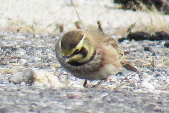 Alondra Cornuda - ML647325464