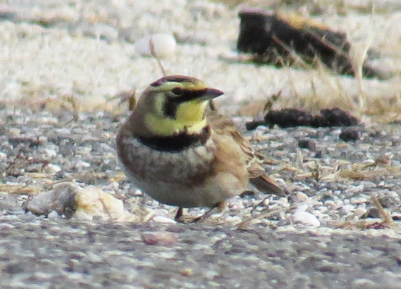 Alondra Cornuda - ML647325465