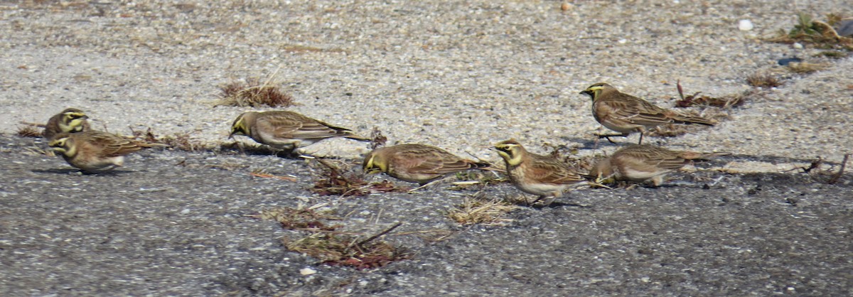 Alondra Cornuda - ML647325466