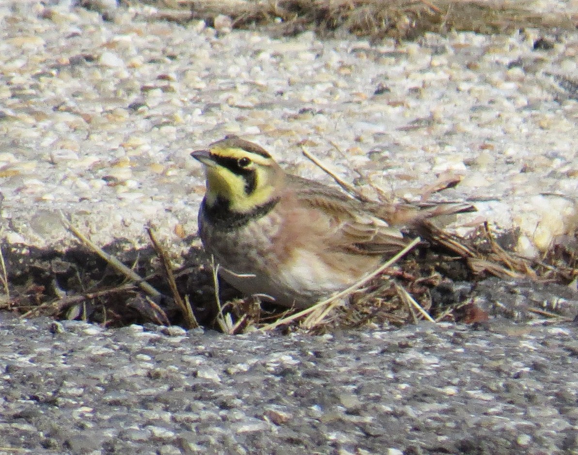 Alondra Cornuda - ML647325467