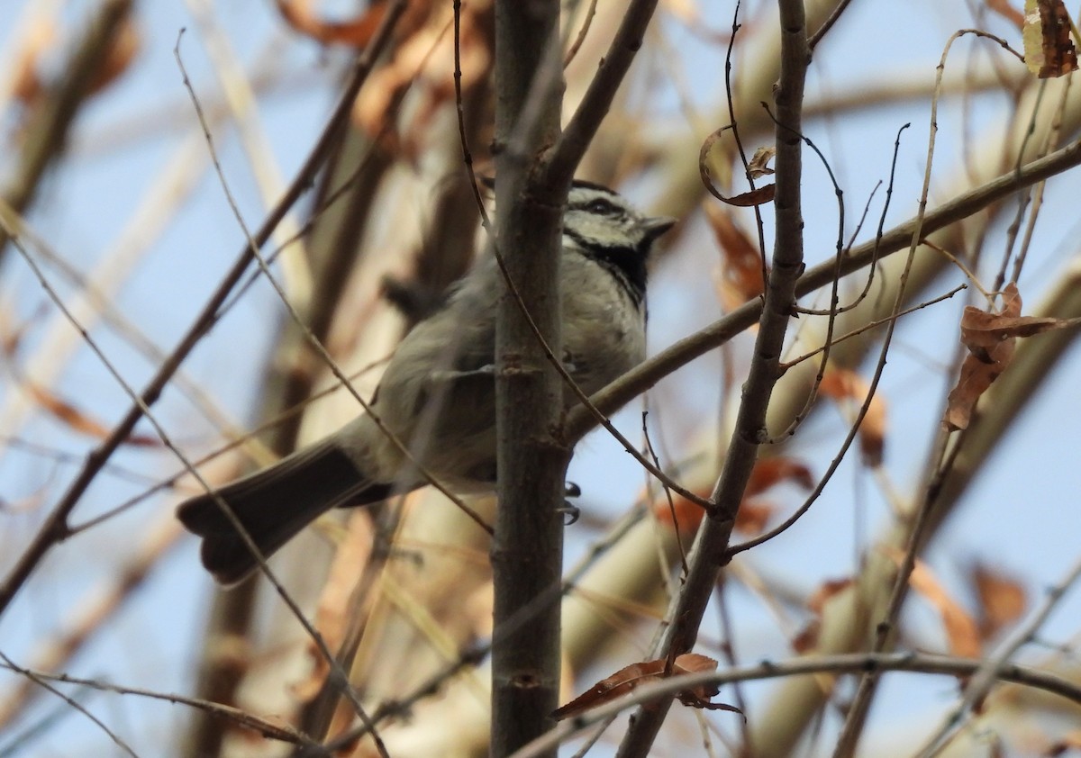 Bridled Titmouse - ML647325475