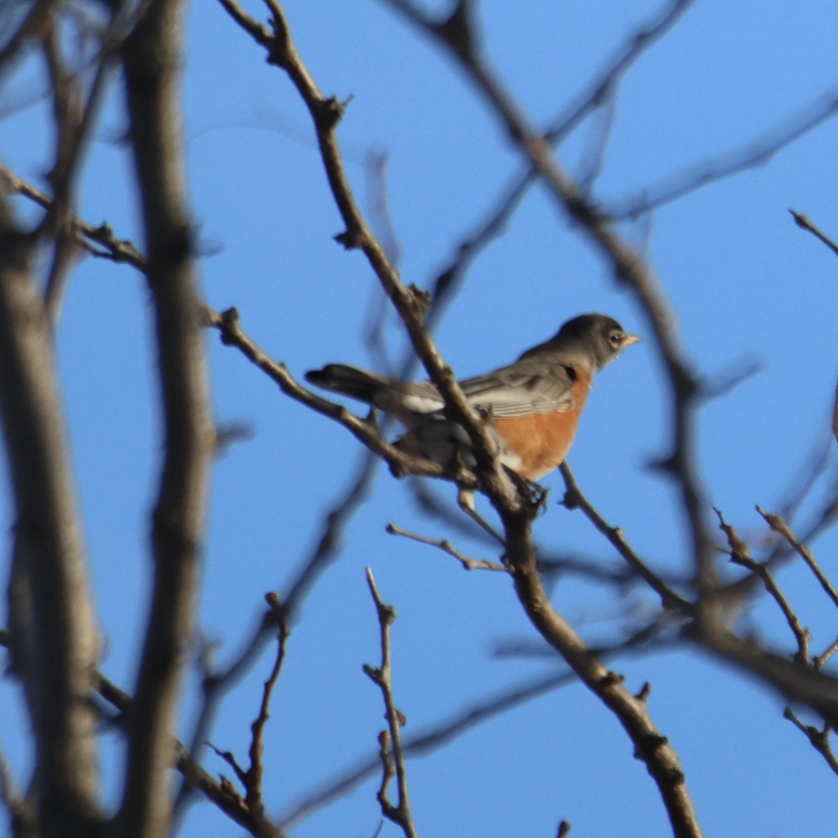 drozd stěhovavý - ML647325483