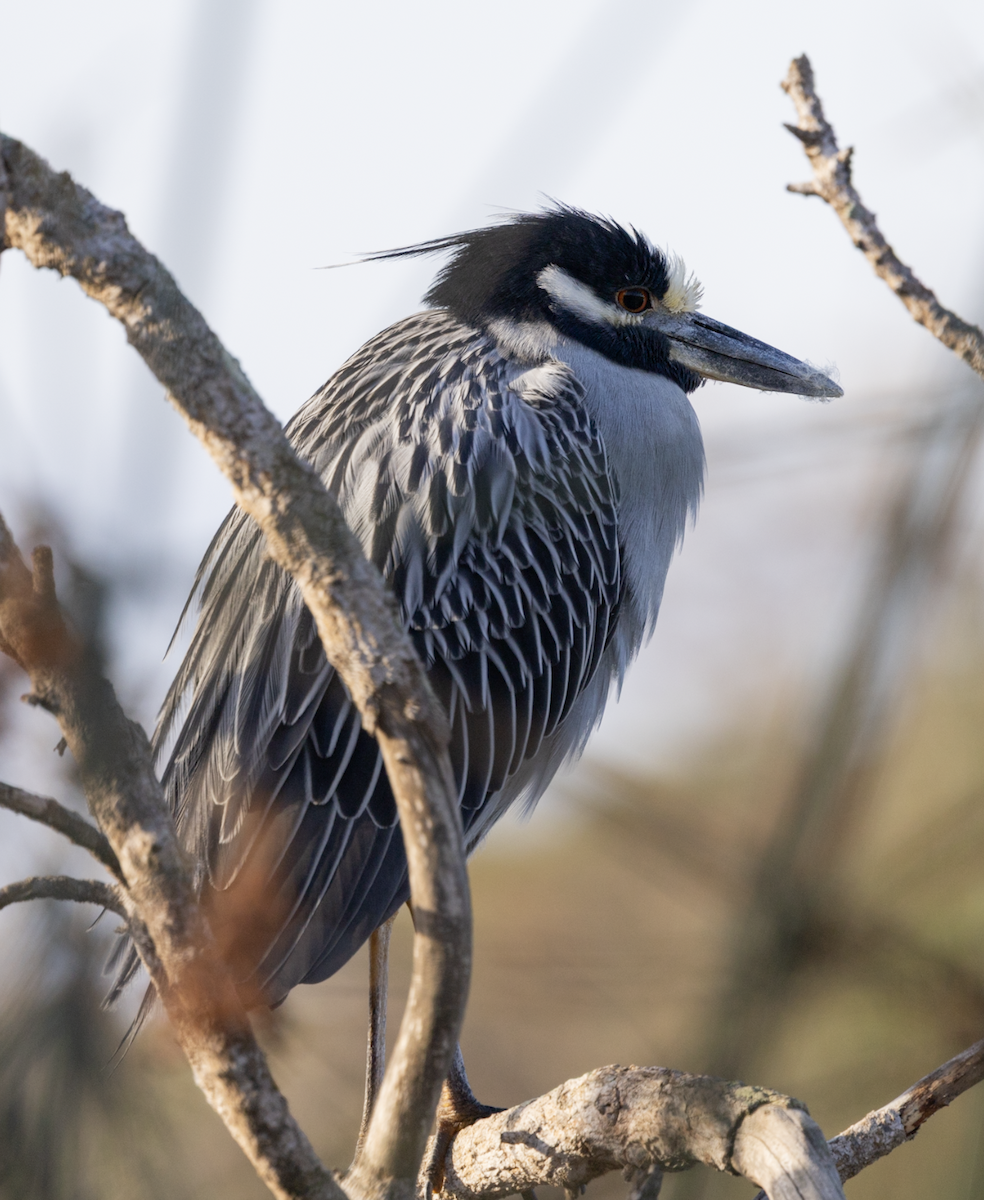 Yellow-crowned Night Heron - ML647325484