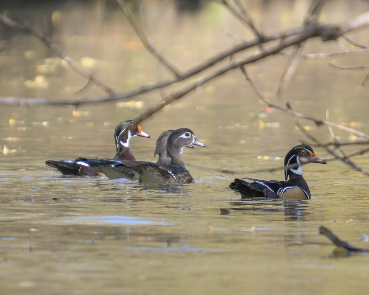 Ahate karolinarra - ML647325489