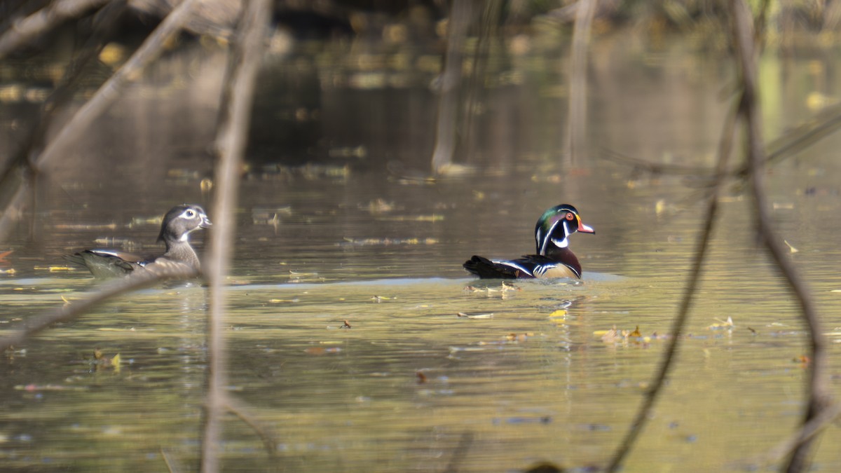 Ahate karolinarra - ML647325490