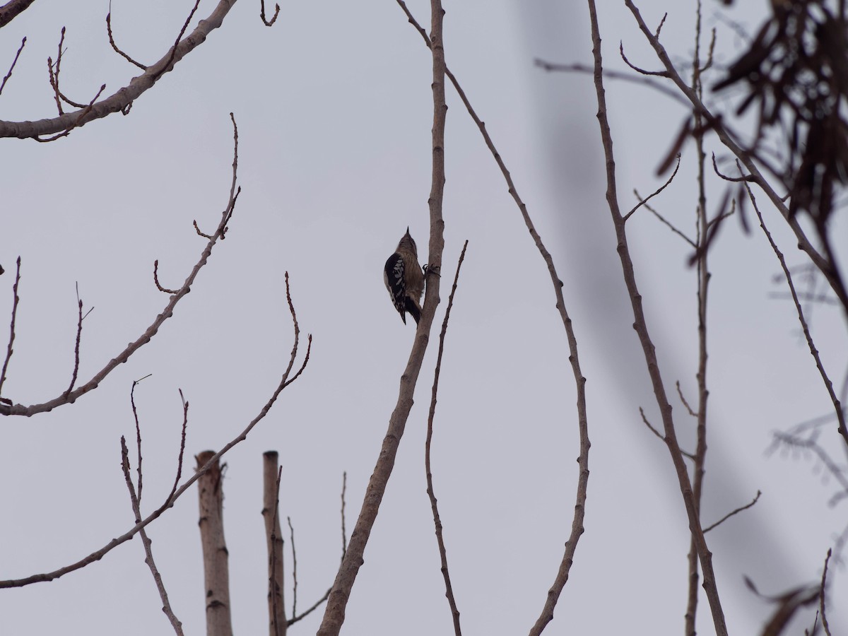 Gray-capped Pygmy Woodpecker - ML647325500