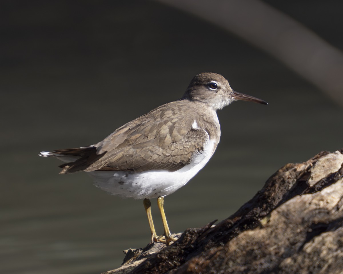 Spotted Sandpiper - ML647325504