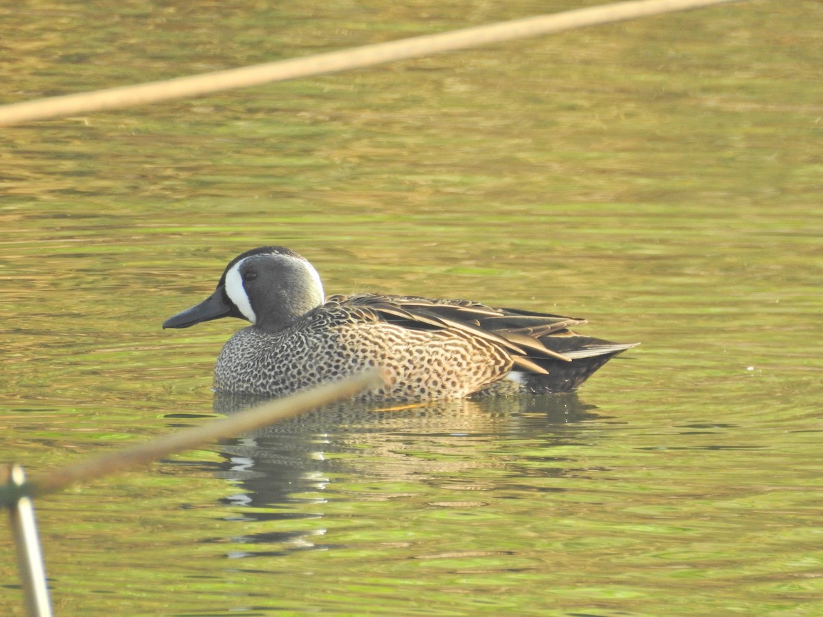 ミカヅキシマアジ - ML647325505
