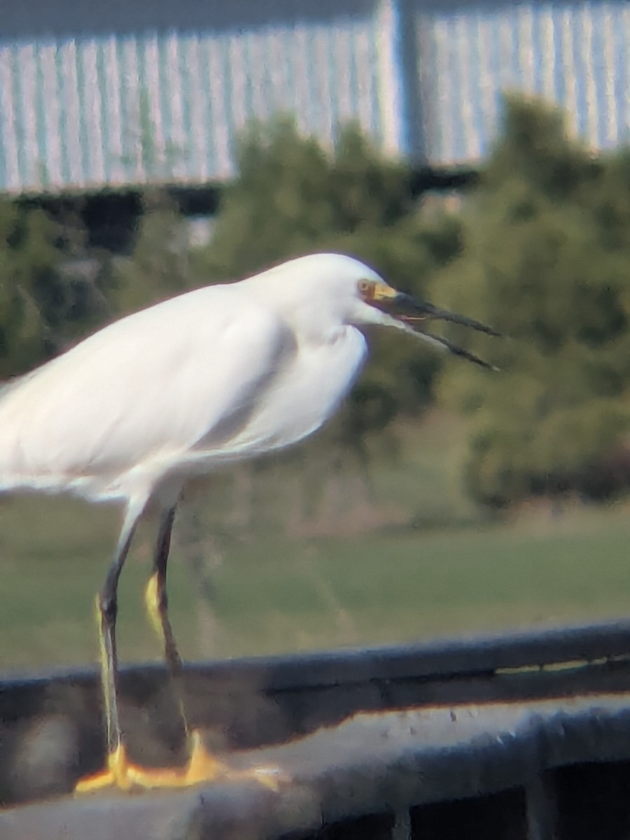 Snowy Egret - ML647325507