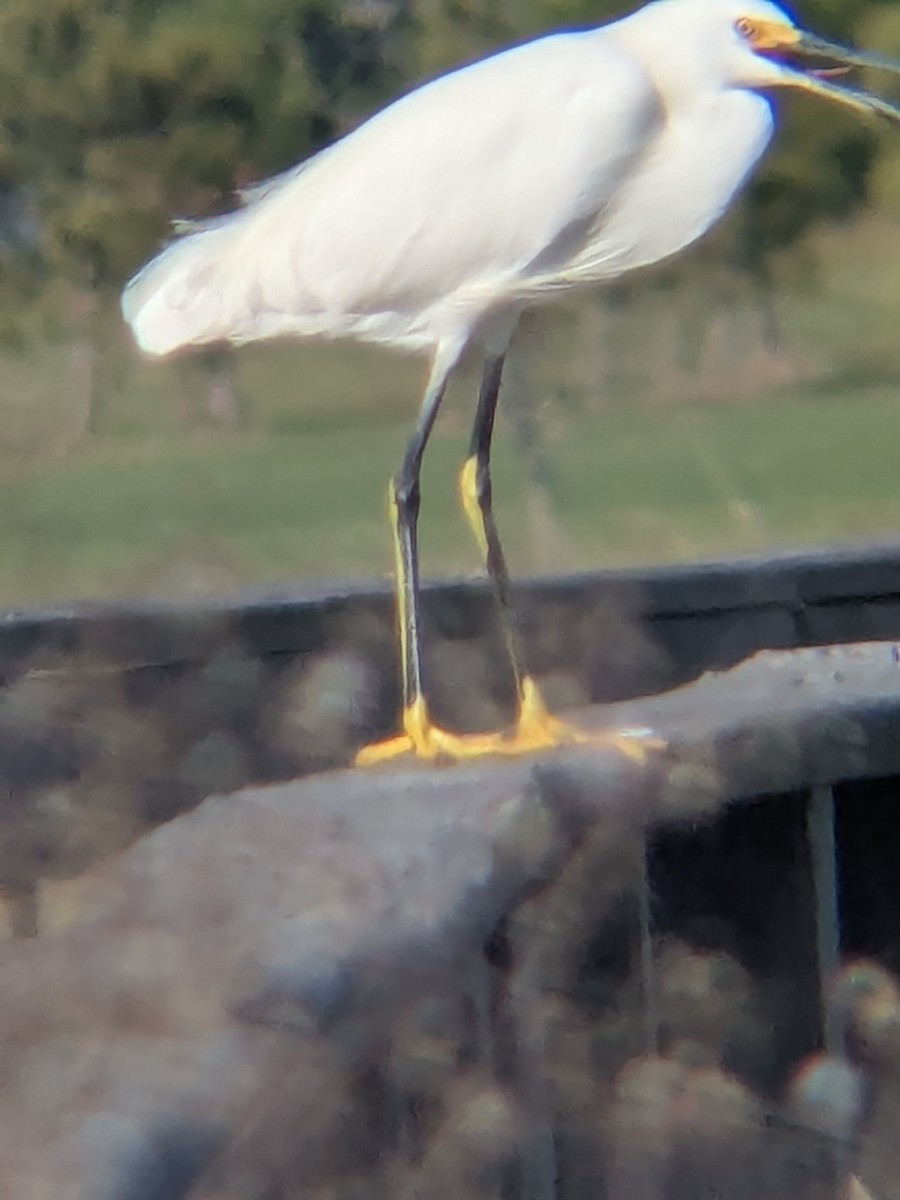 Snowy Egret - ML647325508