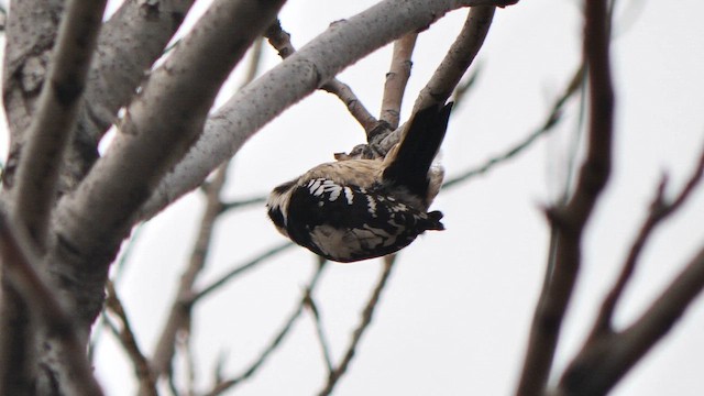 strakapoud šedočelý - ML647325511