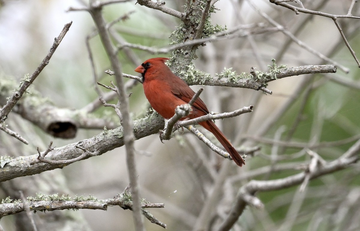Красный кардинал - ML647325514