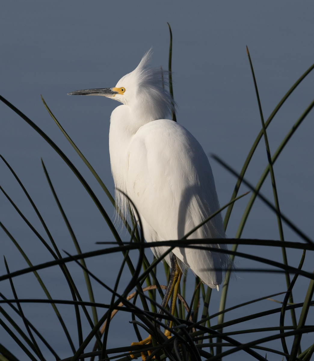 Snowy Egret - ML647325515