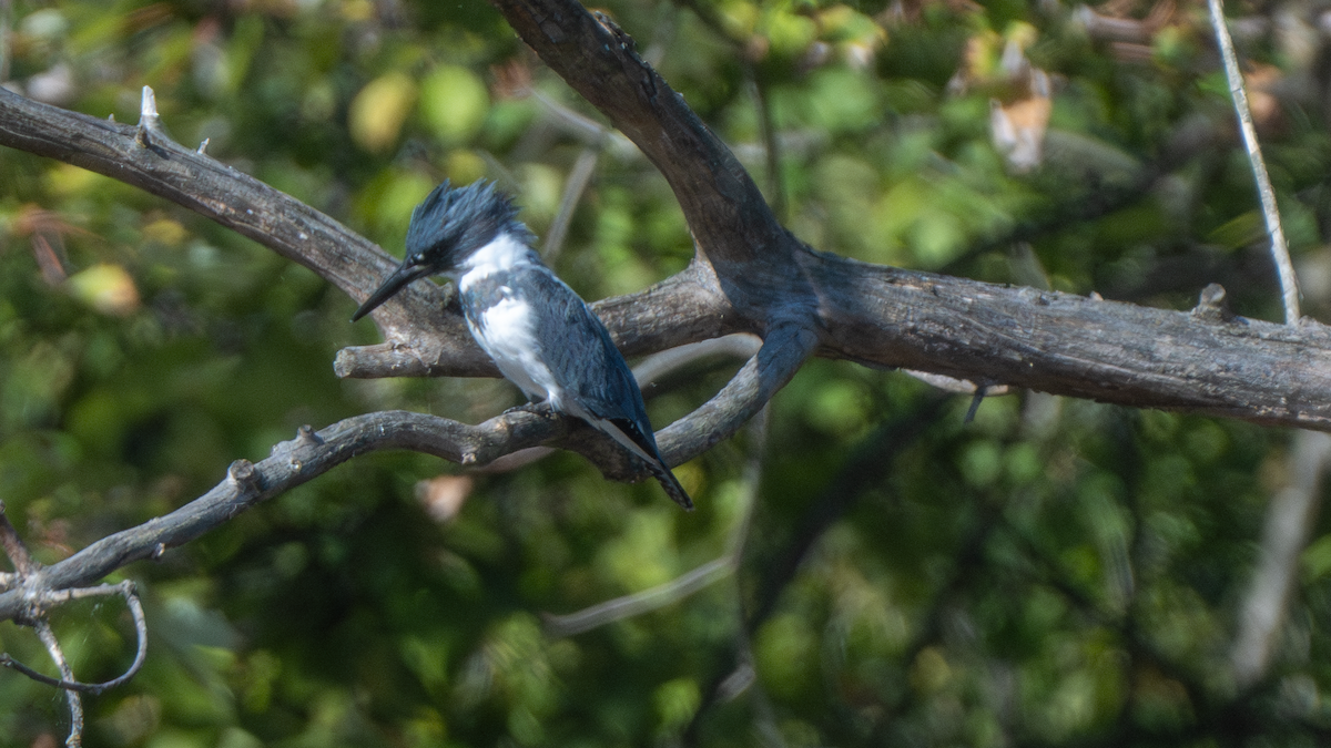 Belted Kingfisher - ML647325517