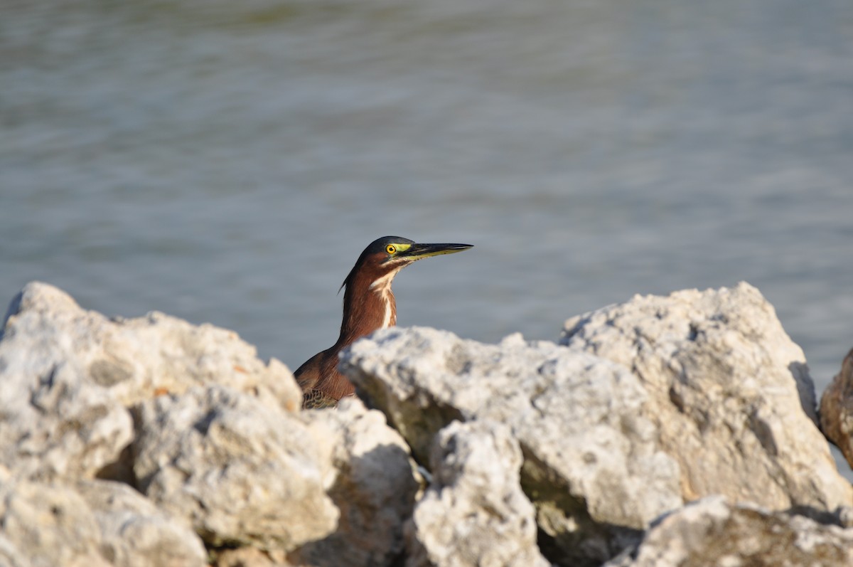 Green Heron - ML647325518