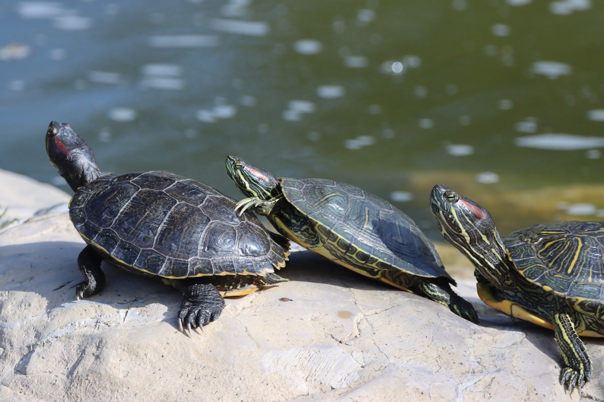Red-eared Slider - ML647325521
