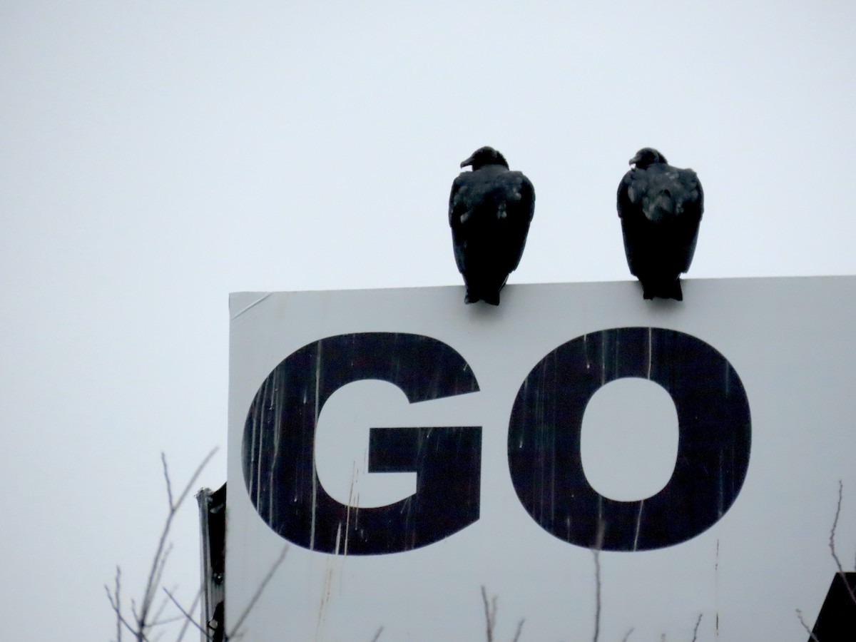 Black Vulture - ML647325524