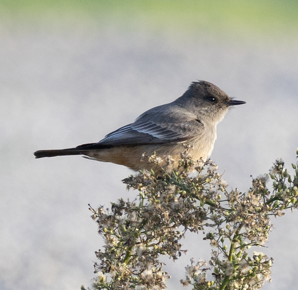 Say's Phoebe - ML647325525
