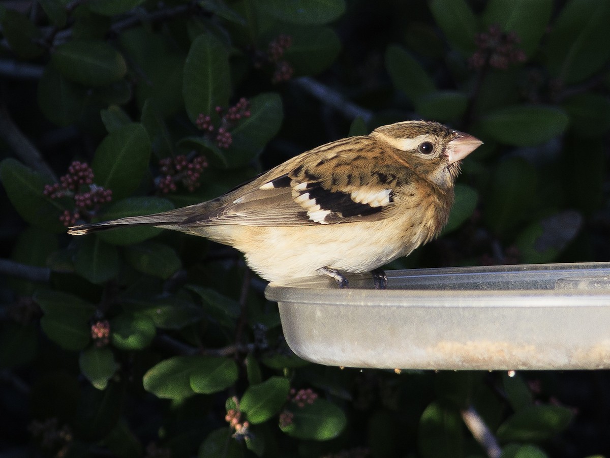 Rose-breasted Grosbeak - ML647325530