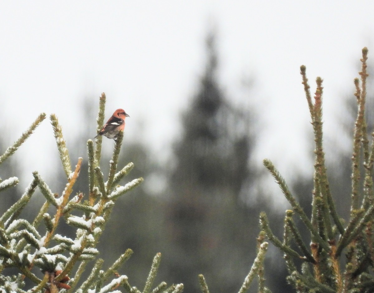 båndkorsnebb - ML647325533