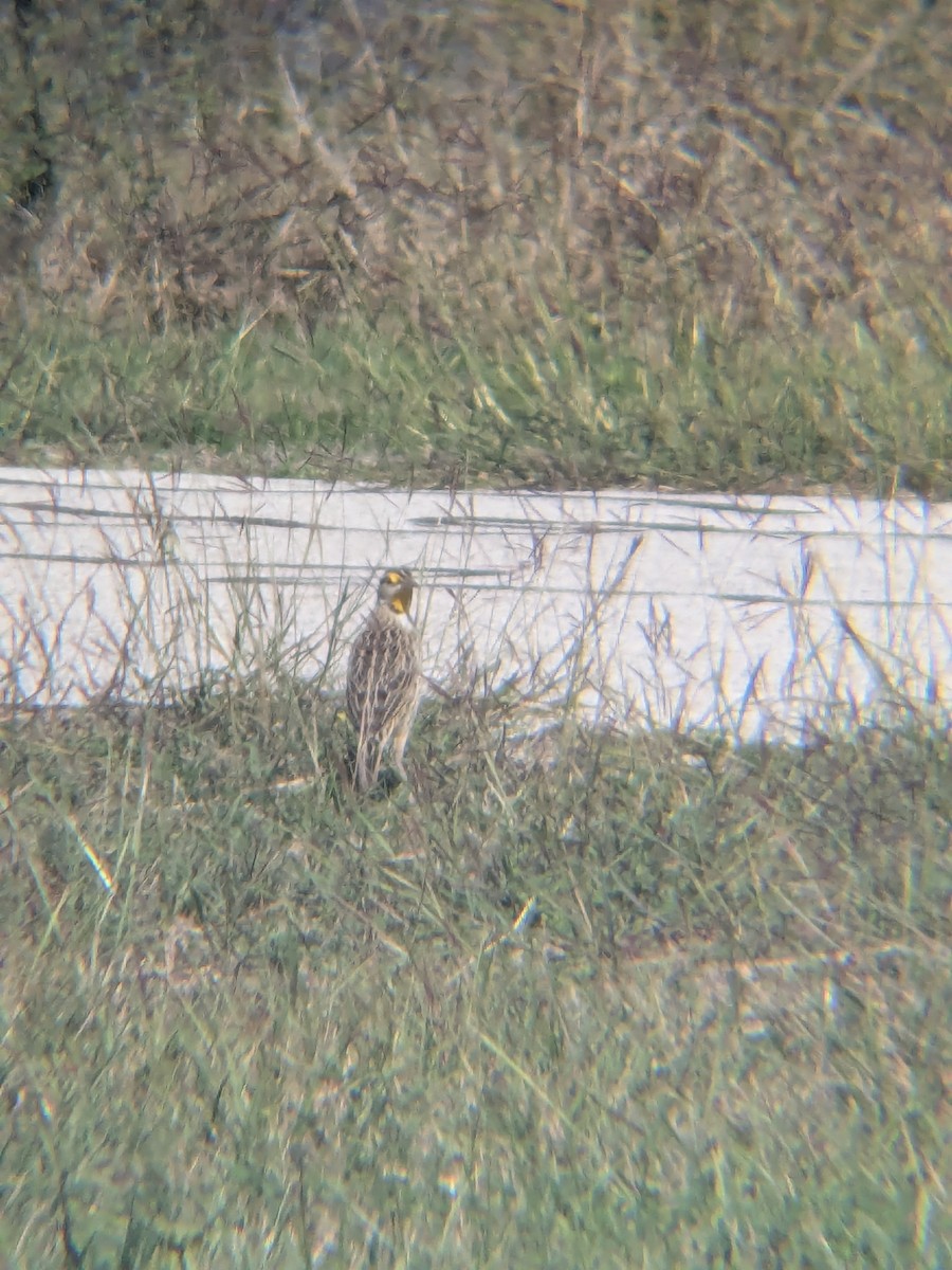 Eastern Meadowlark - ML647325534